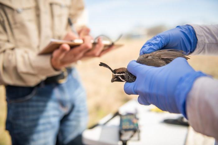 Two individual hand's, one holding a quail while the other is writing the data.