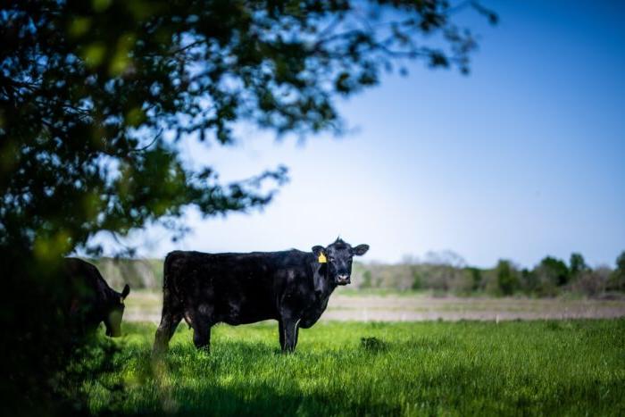 A black cow standing in a green field